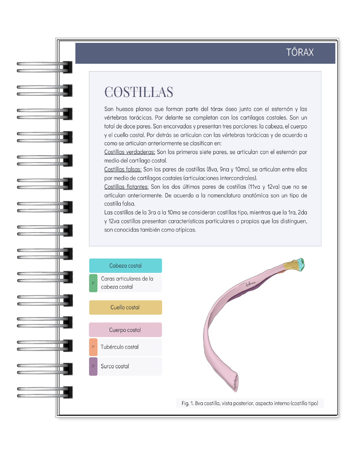 Libreta de Apuntes de Anatomía Humana Sistema Óseo 6