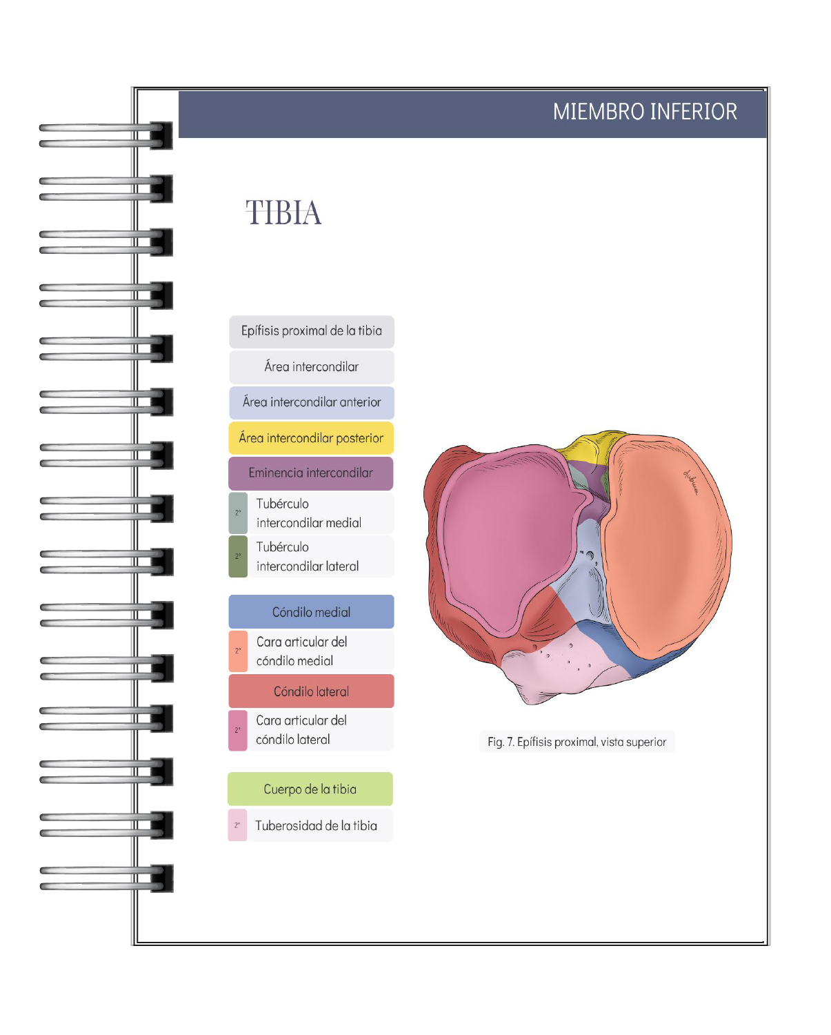 Libreta de Apuntes de Anatomía Humana Sistema Óseo 7
