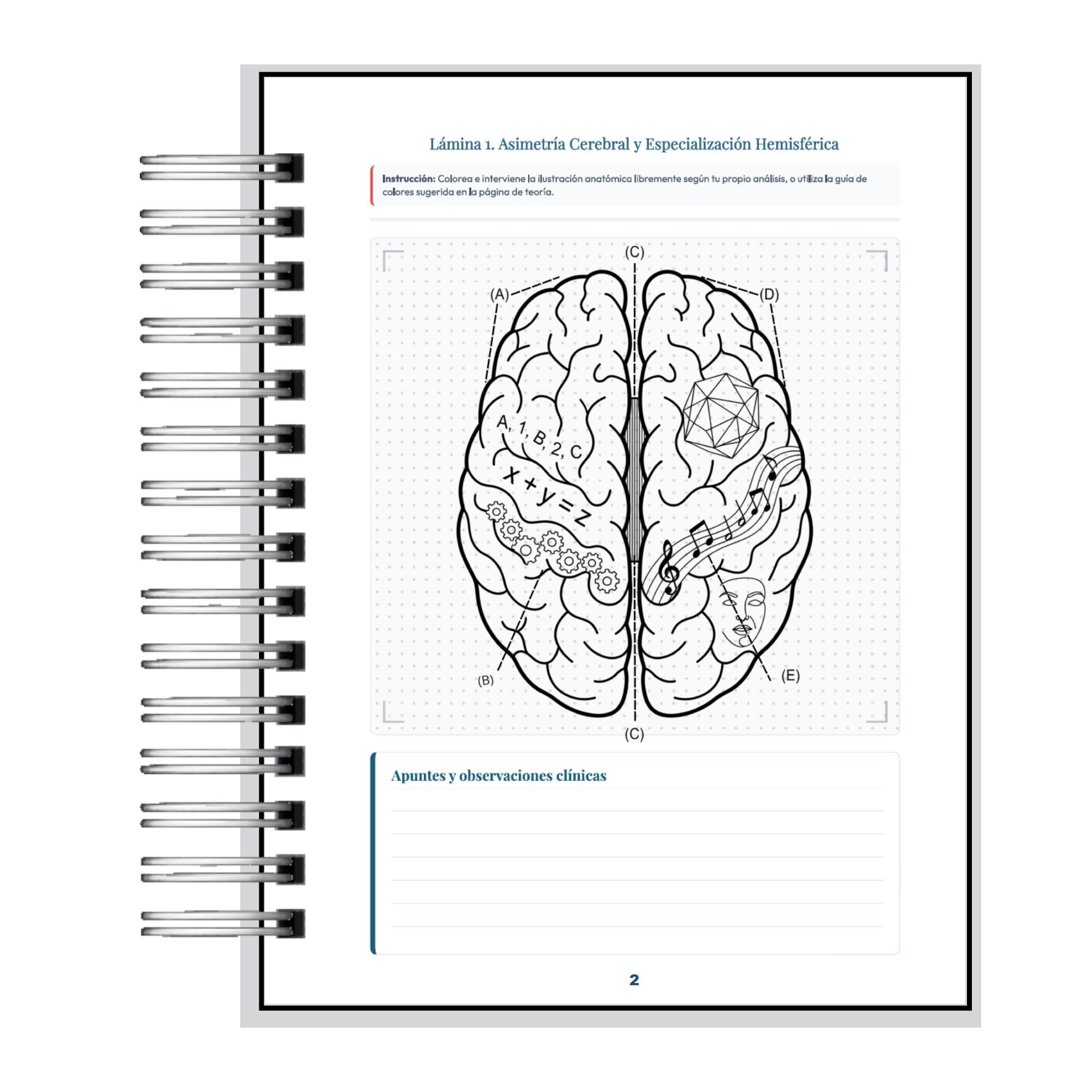 Manual de Neuropsicología para Colorear - Aprendizaje Activo y Neuroanatomía 7