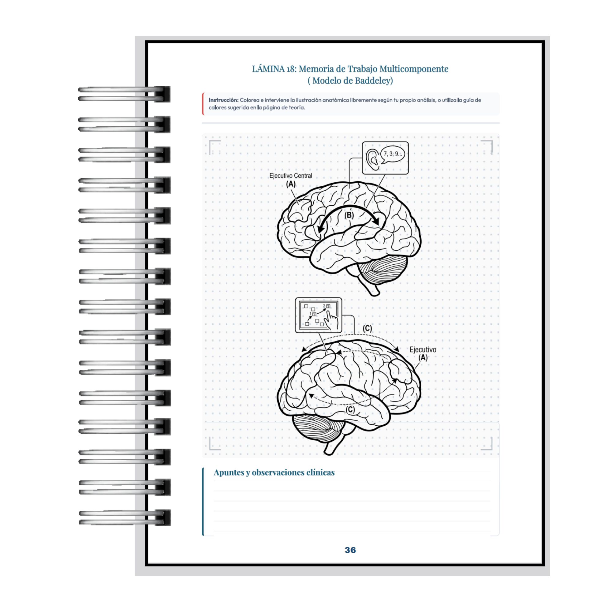 Manual de Neuropsicología para Colorear - Aprendizaje Activo y Neuroanatomía 8