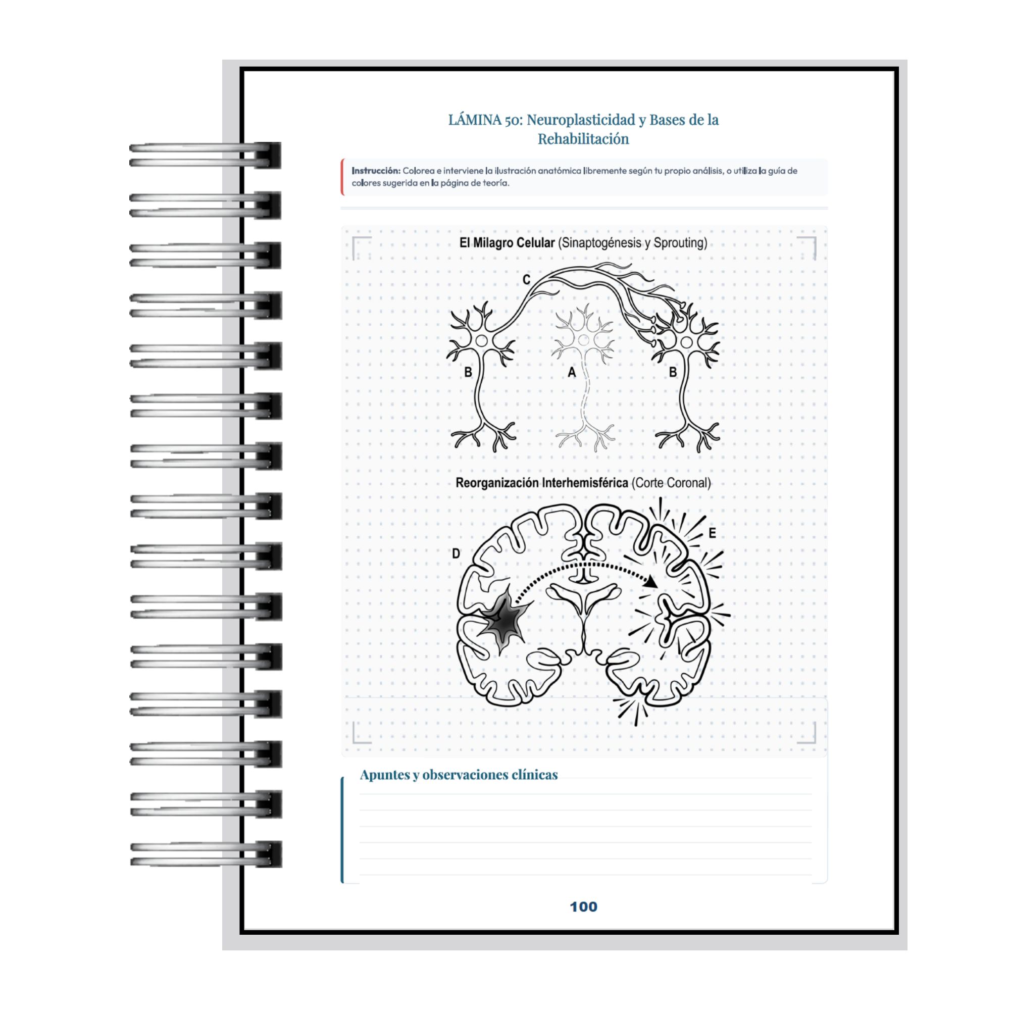 Manual de Neuropsicología para Colorear - Aprendizaje Activo y Neuroanatomía 10