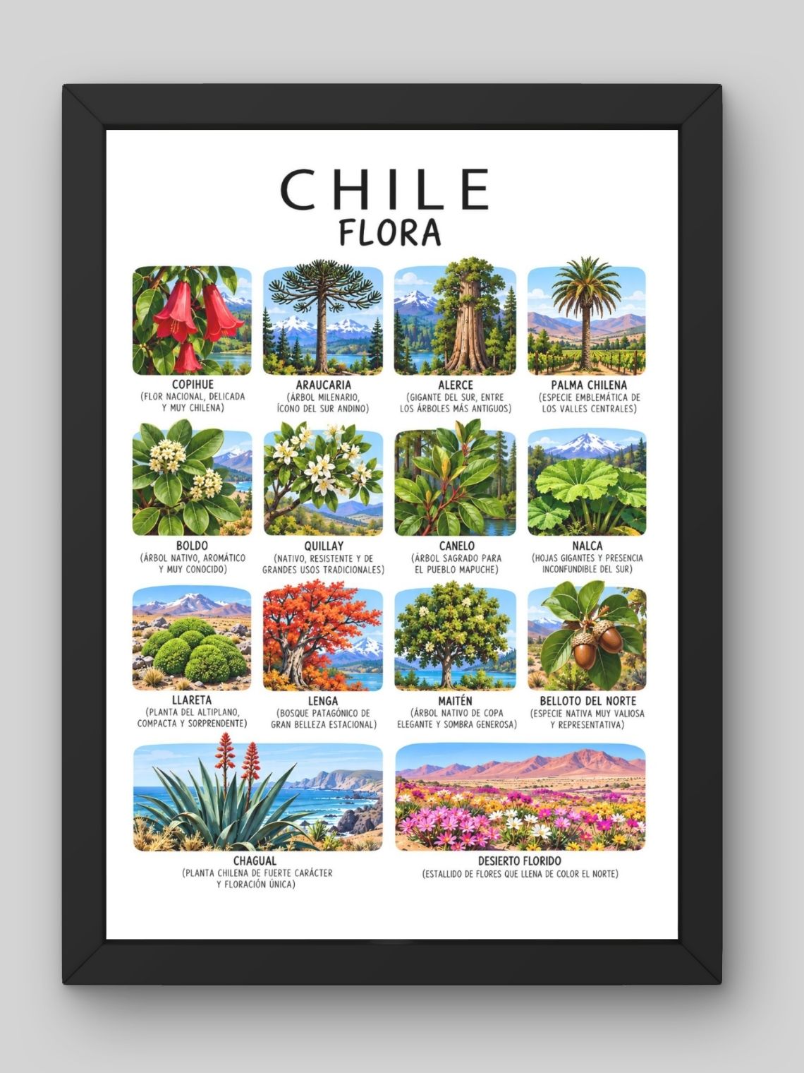 Cuadro Decorativo – Chile Flora: Ilustración Botánica y Especies Nativas 1