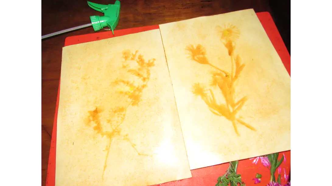 Taller Grupal de Antotipia 3