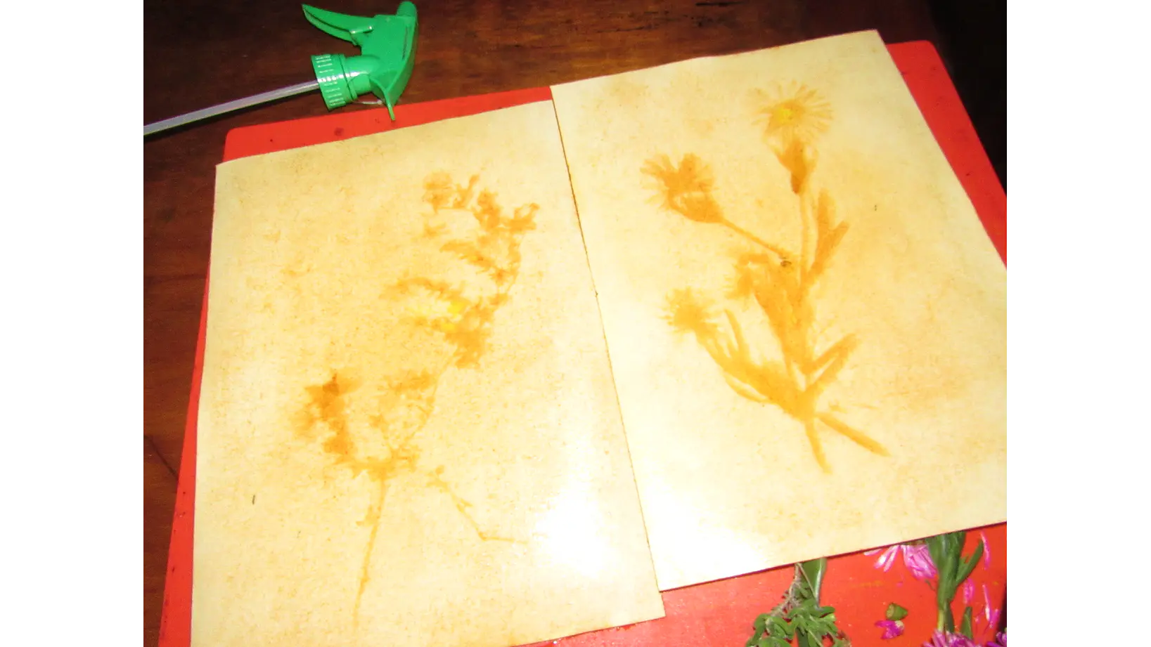 Taller Grupal de Antotipia 3