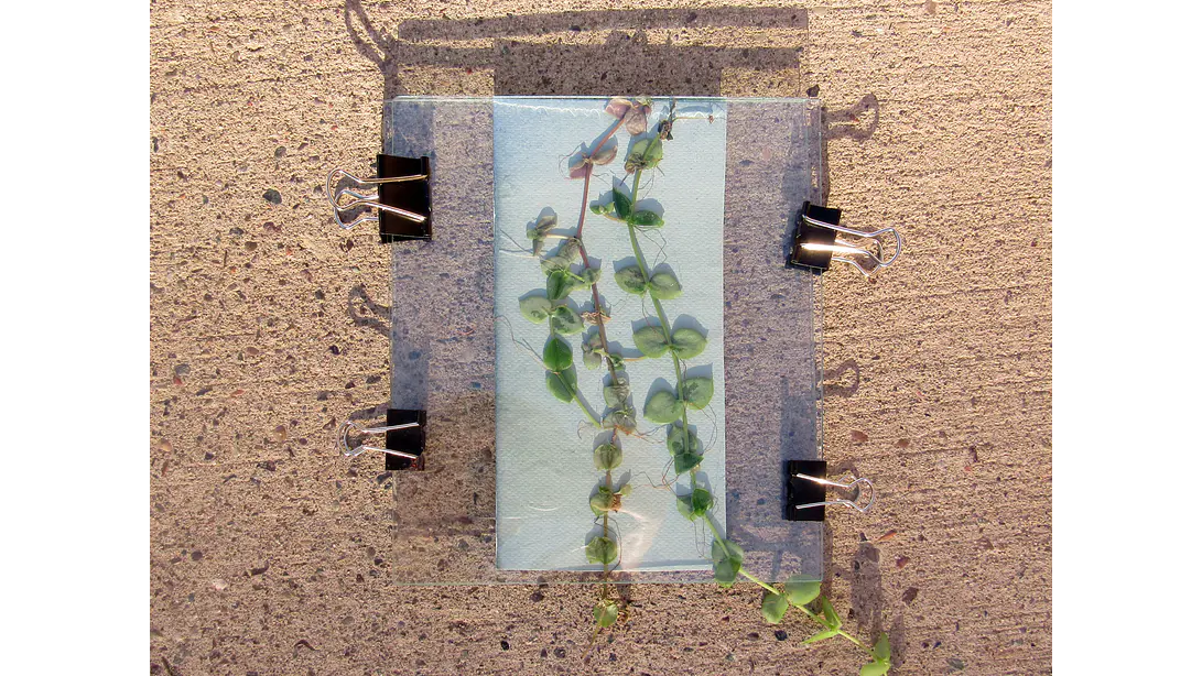 Taller individual Online Introducción a la Cianotipia 4