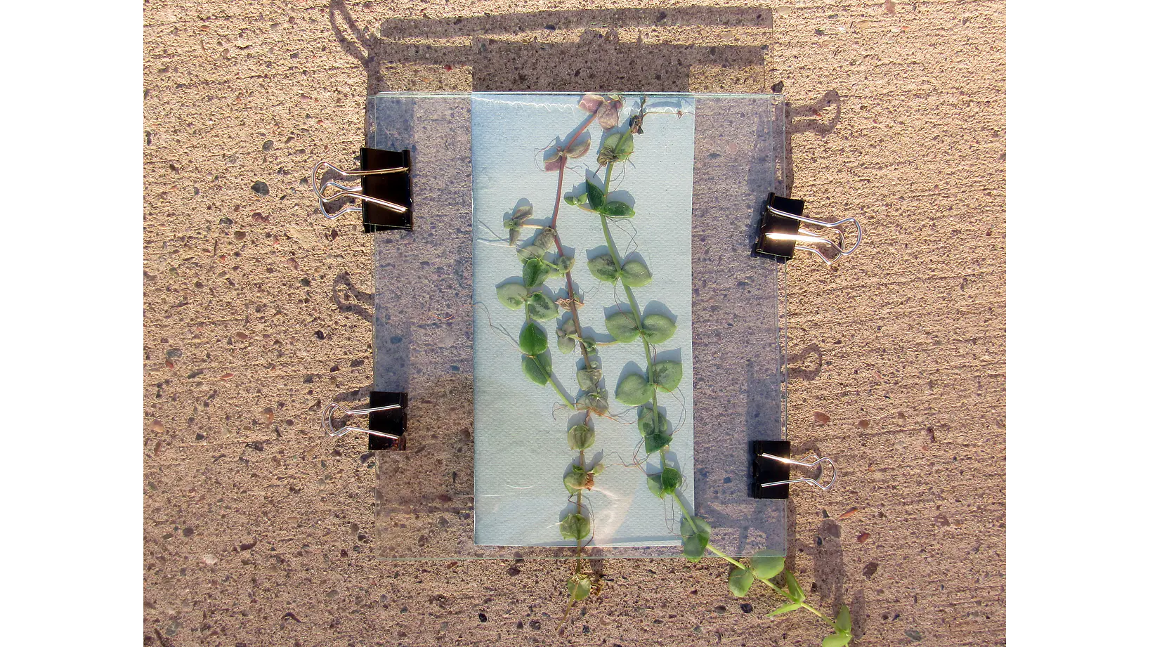 Taller individual Online Introducción a la Cianotipia 4