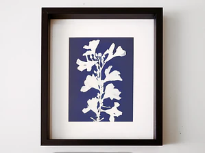 Cuadro Flor de Laurel1 21,5 × 26,5 cm