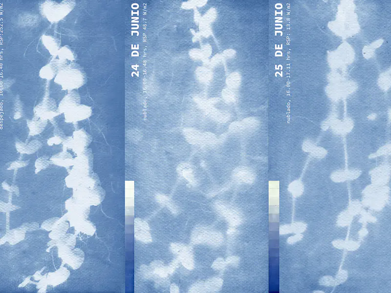 EVALUACIÓN DE LA CIANOTIPIA EN CONDICIONES DE BAJA RADIACIÓN: TRES ENSAYOS CONSECUTIVOS EN INVIERNO