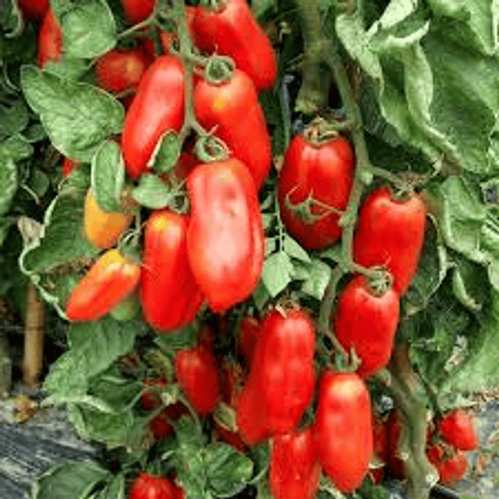San Marzano 1