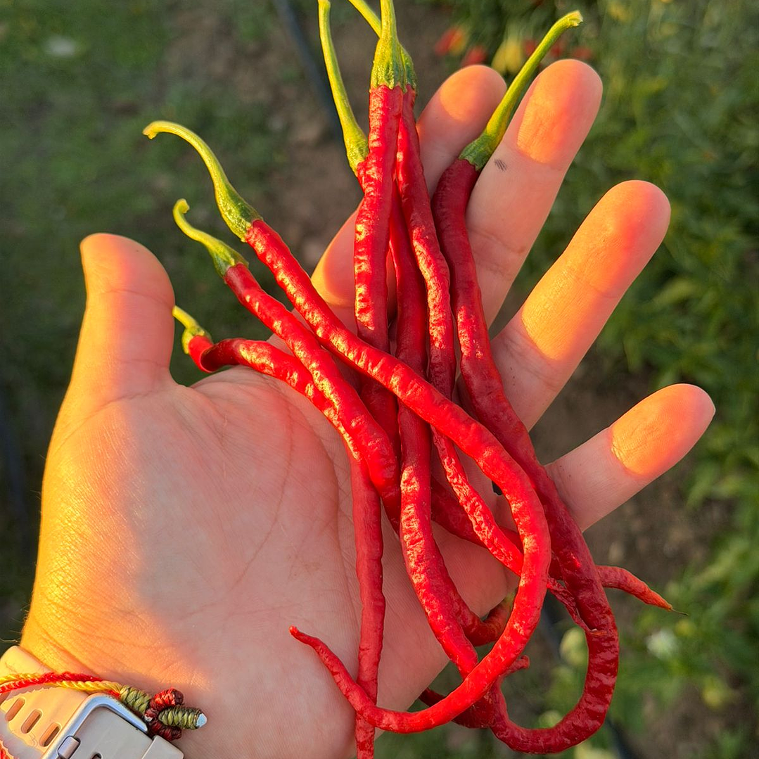 Thunder Mountain Longhorn 1