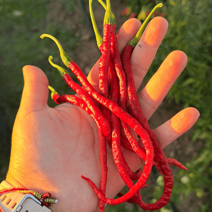 Thunder Mountain Longhorn 1