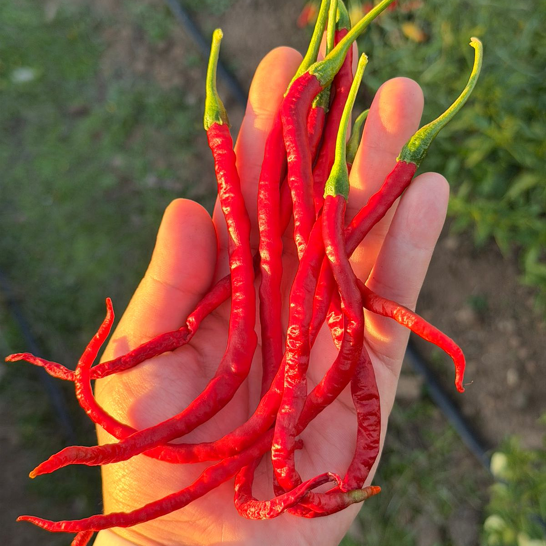 Thunder Mountain Longhorn 2