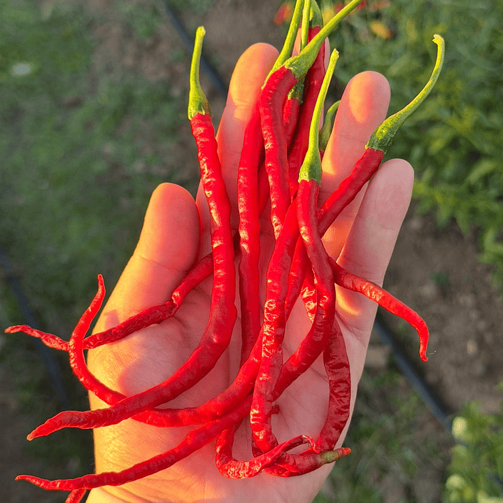 Thunder Mountain Longhorn 2