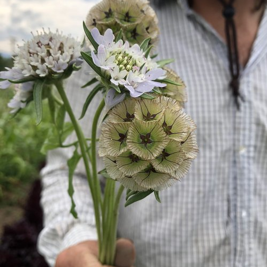 Escabiosa Paper Moon 1