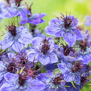 Nigella Hispanica Blue Crown