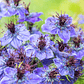 Nigella Hispanica Blue Crown - Miniatura 1