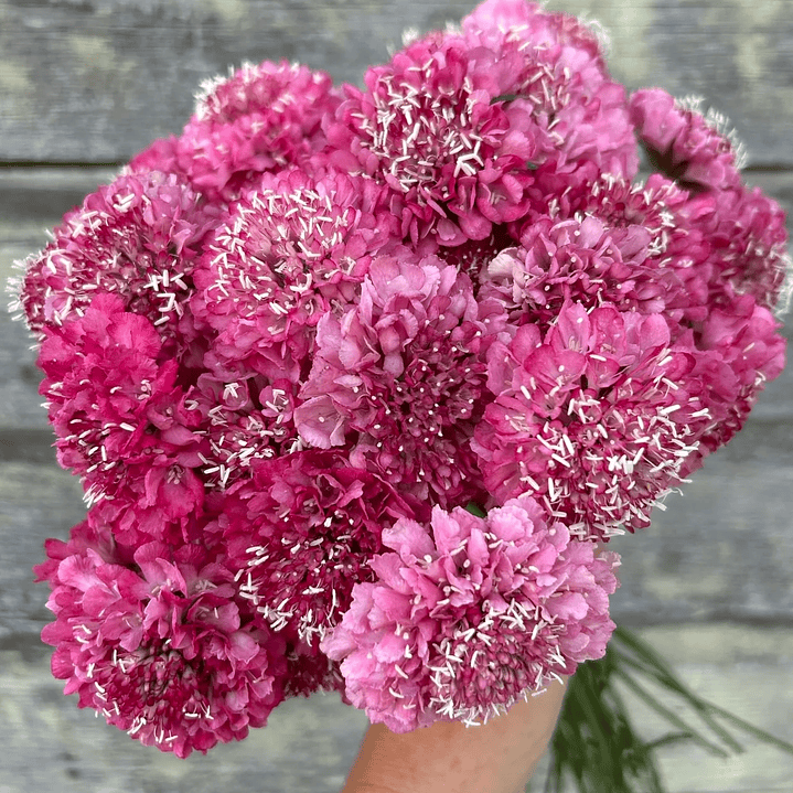 Escabiosa Salmón Queen 1