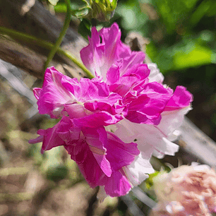 Morning Glory Split Second