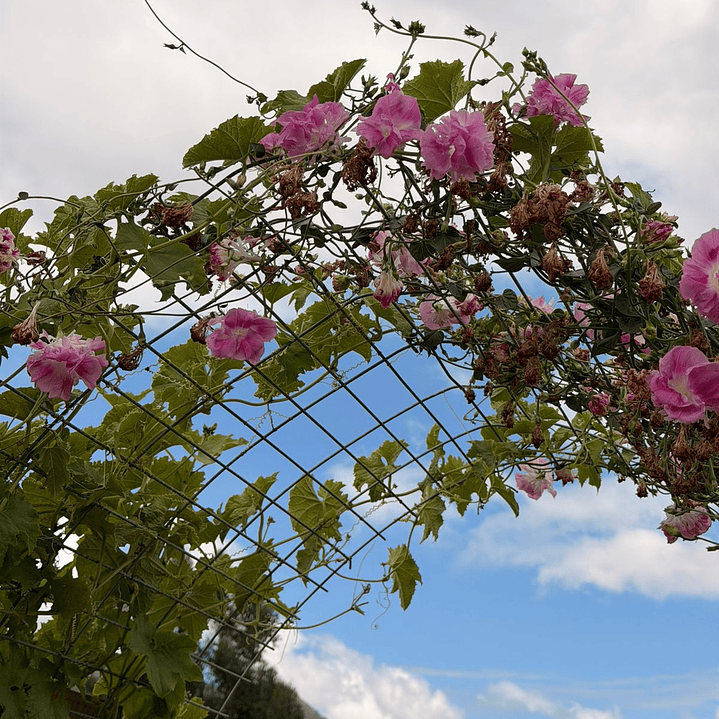 Morning Glory Split Second 4