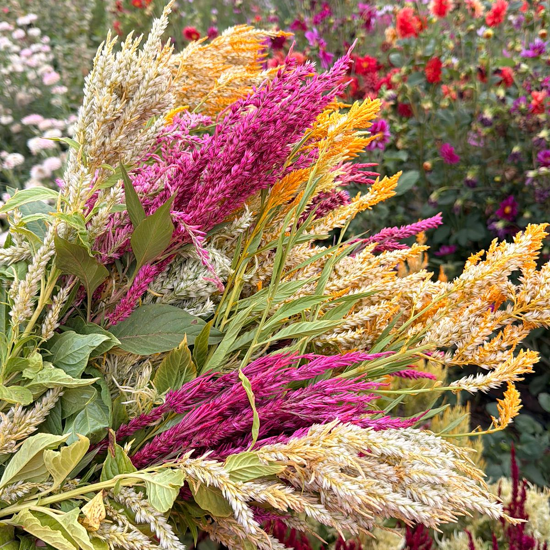 Celosías Plume 4