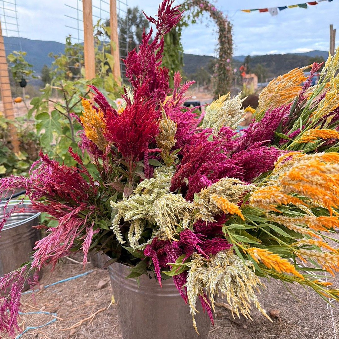 Celosías Plume 2