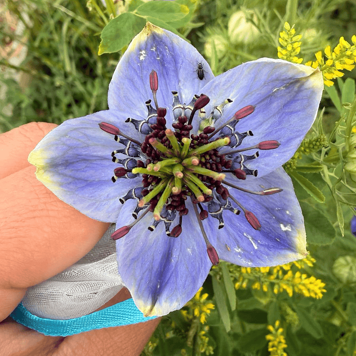 Nigella Hispanica Blue Crown 2