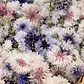 Centaureas Mix - Miniatura 1