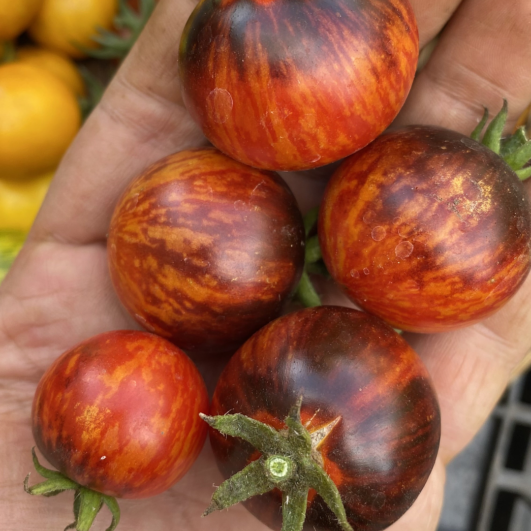 Queen of the Night  1