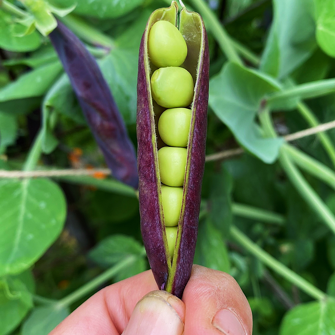 Arveja King Tut Purple 1