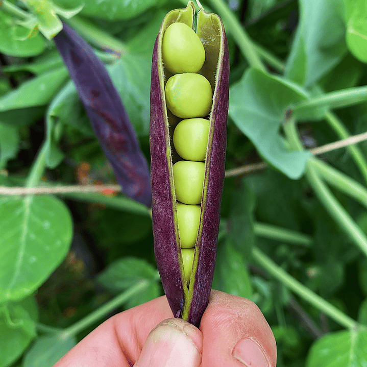 Arveja King Tut Purple 1