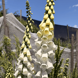 Digitalis Blanco