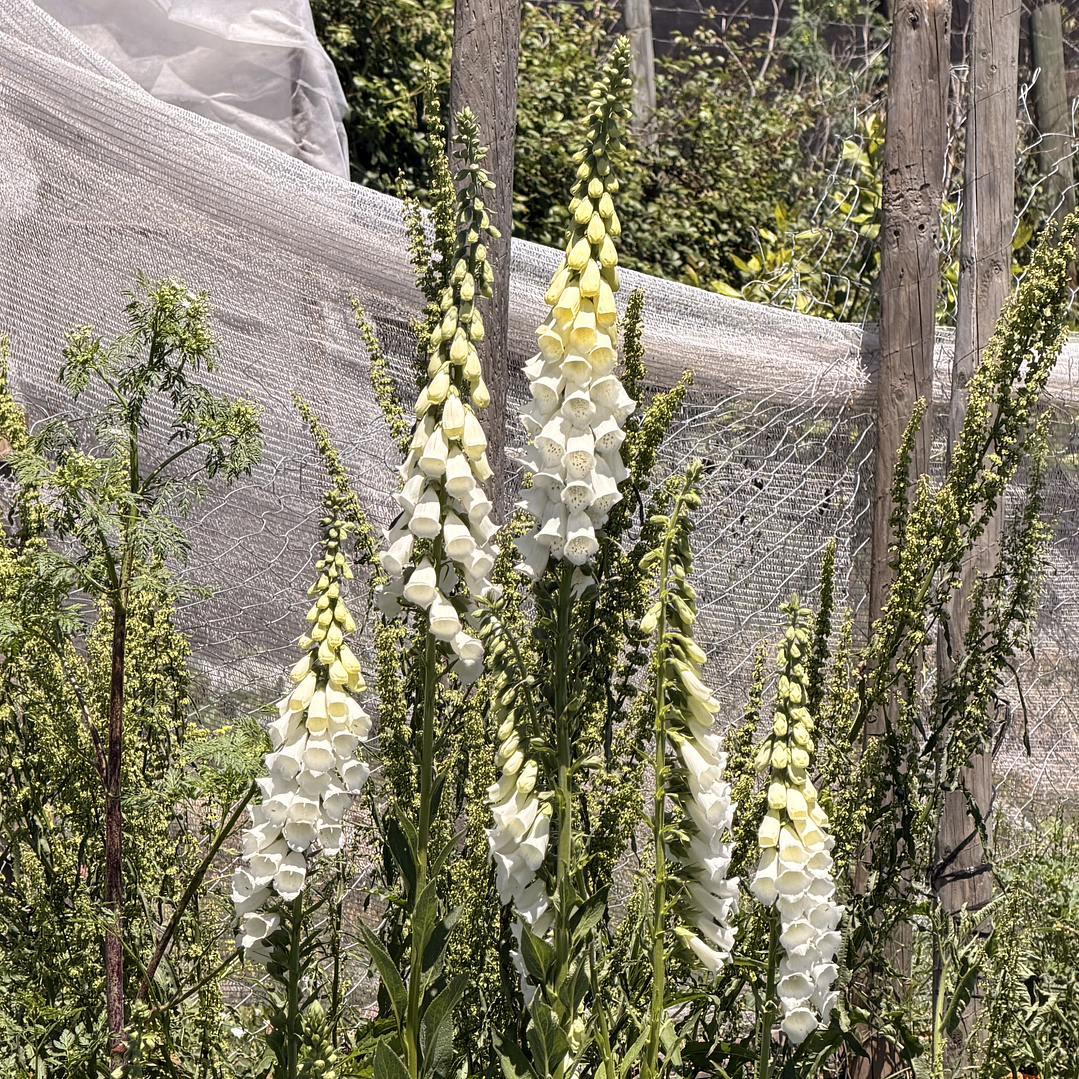 Digitalis Blanco 2