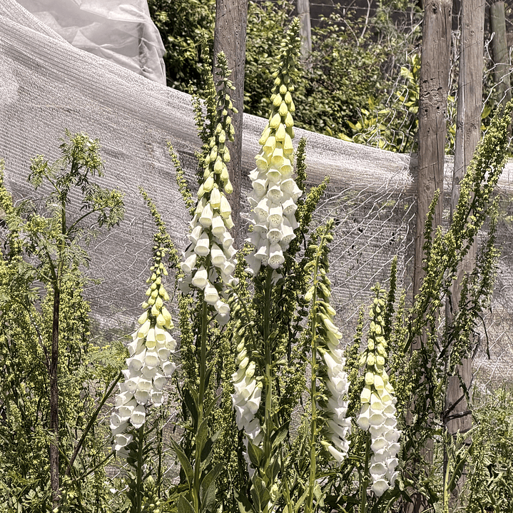 Digitalis Blanco 2