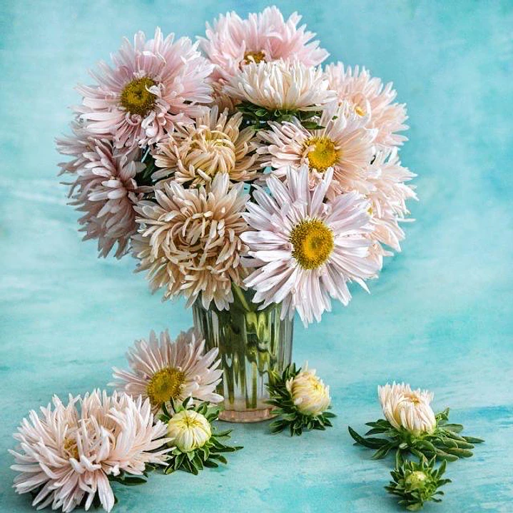 Aster Salmón Janina 1