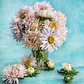 Aster Salmón Janina - Miniatura 1