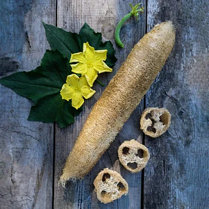Luffa 