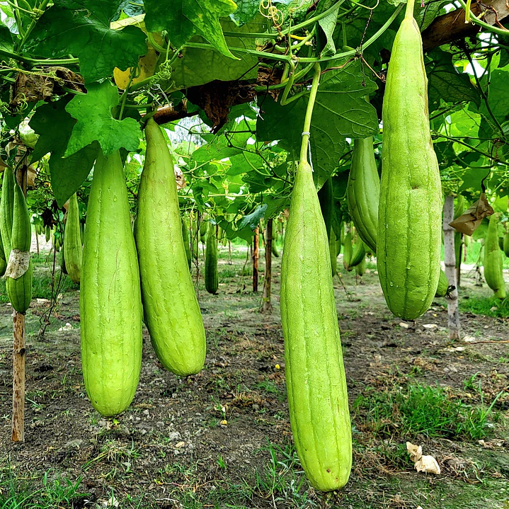 Luffa  2
