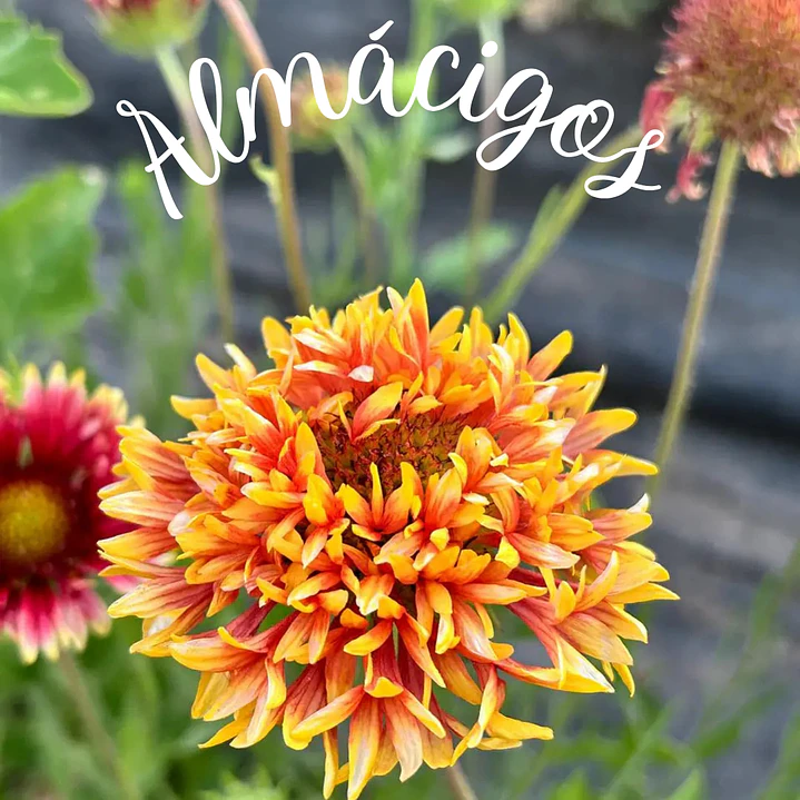 Gaillardias Mix 1