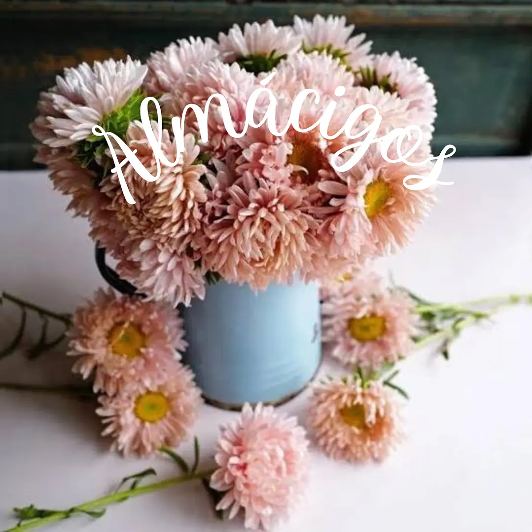 Aster Salmon Janina 1