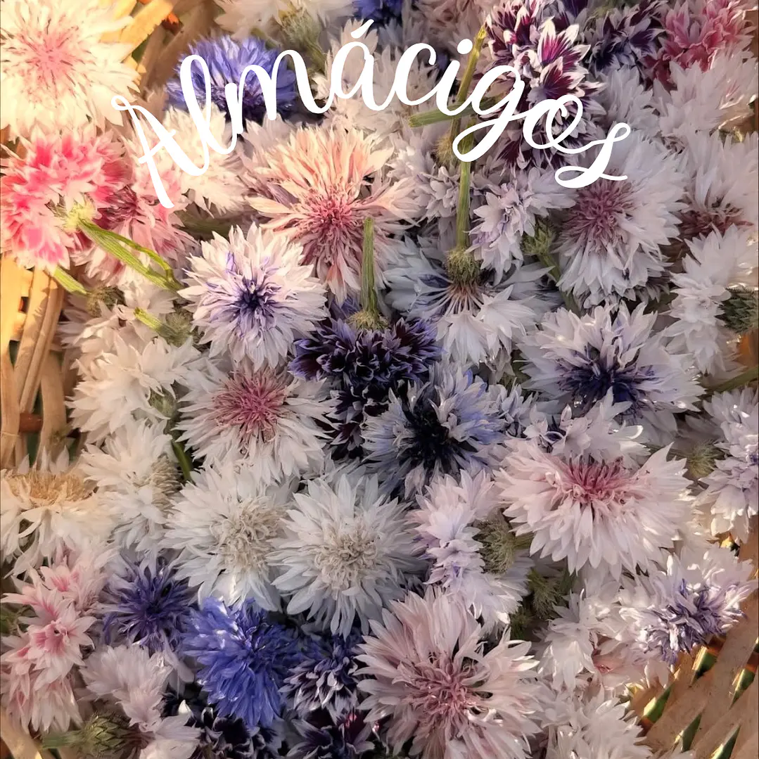 Centaureas Mix 1