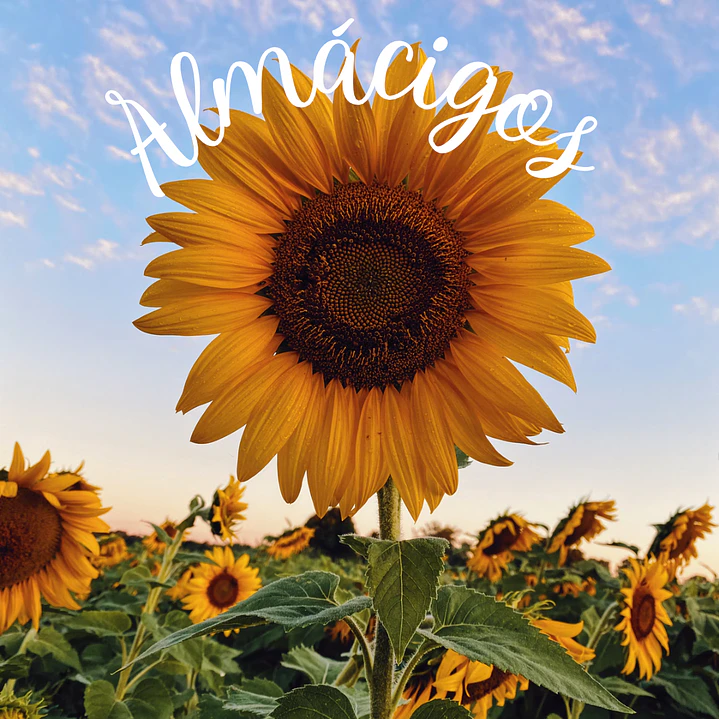 Girasoles (2x) 1