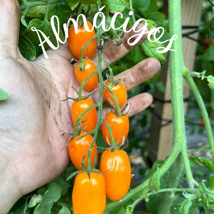 Cherry Uva Naranjo 1