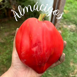 Pomodoro Cuore Antico Di Acqui Terme