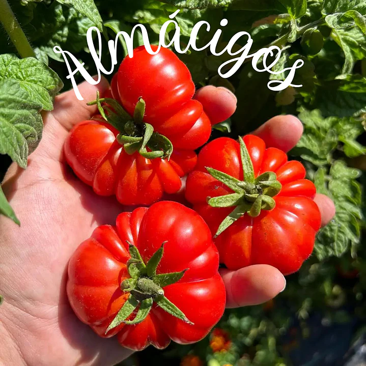 Rosso Siciliano 1