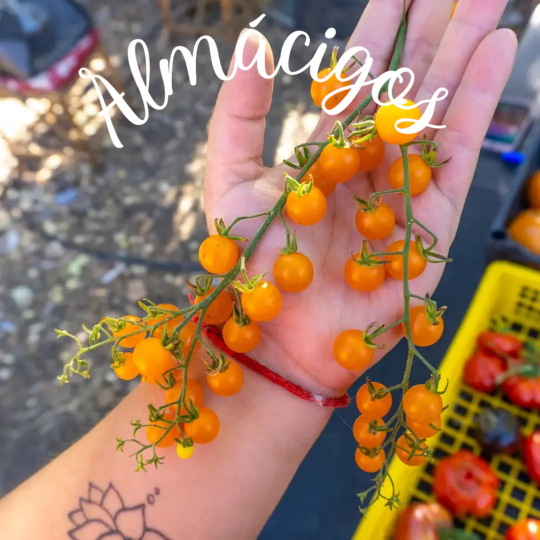 Atomico Amarillo 1