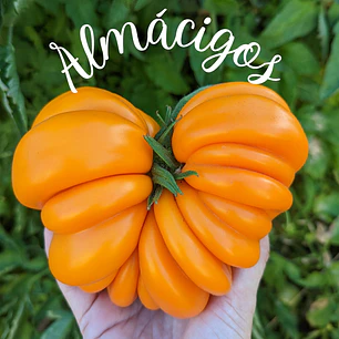Orange Accordion