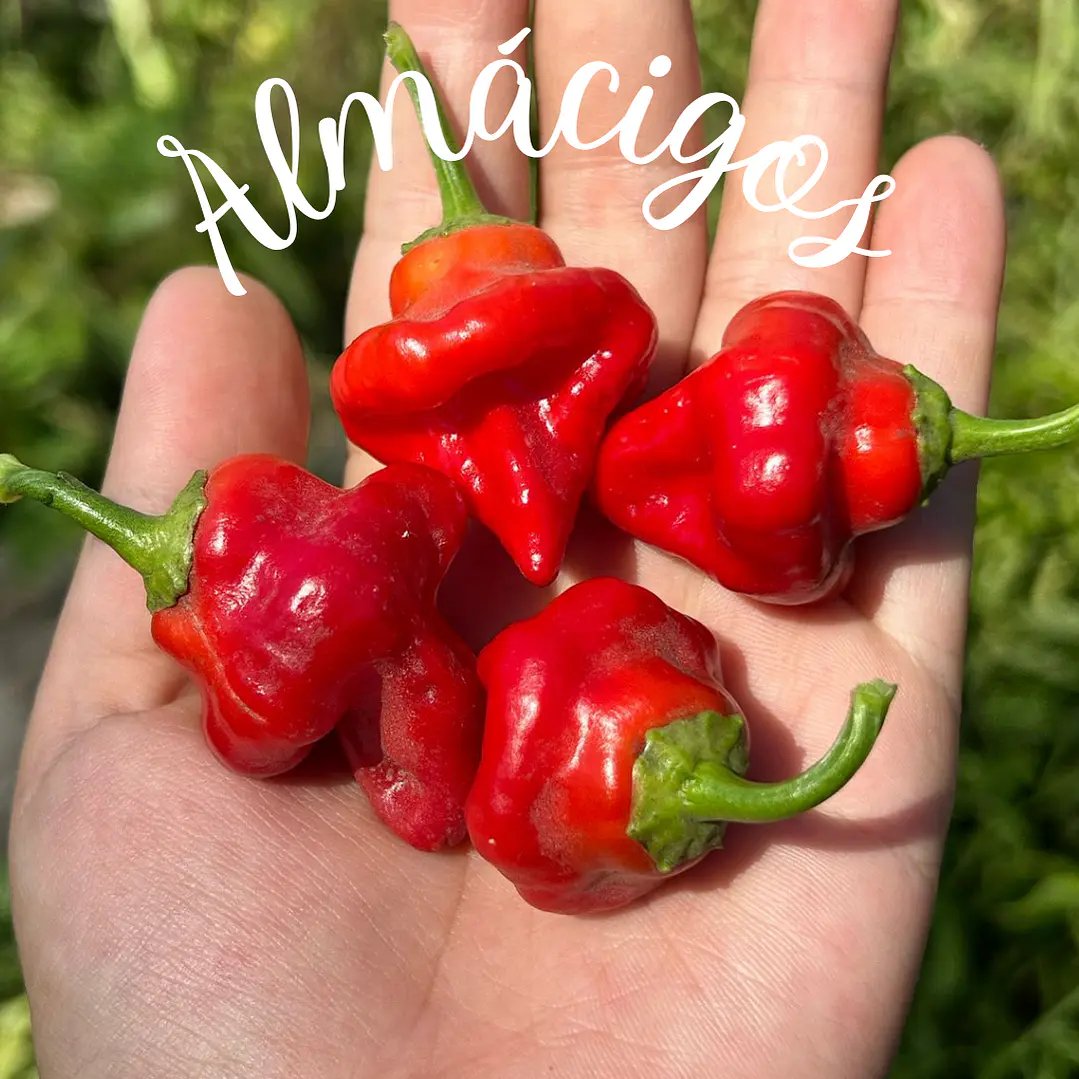 Habanero Tasmanian 1