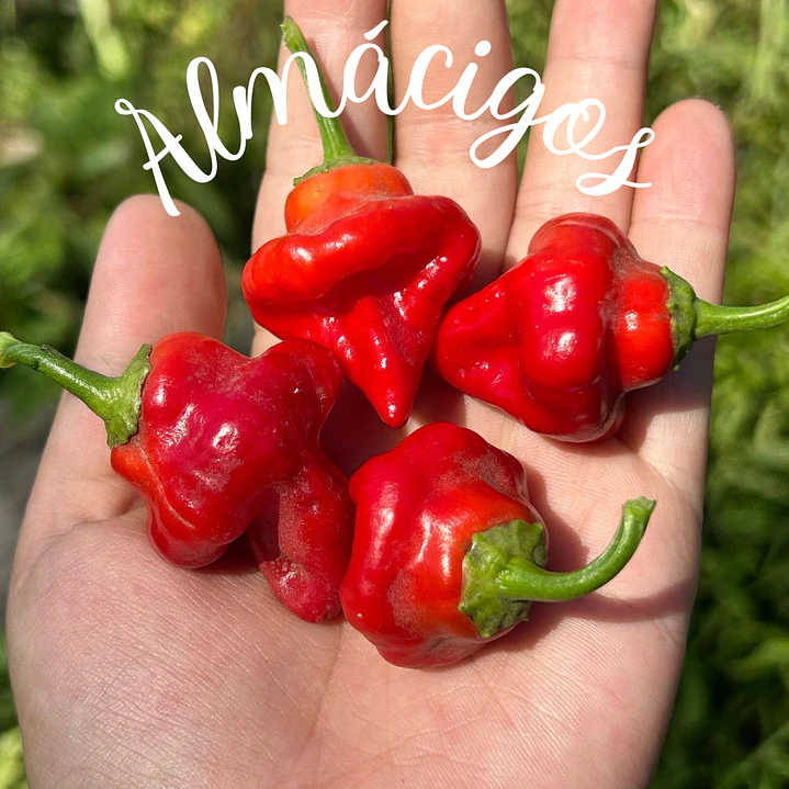 Habanero Tasmanian 1