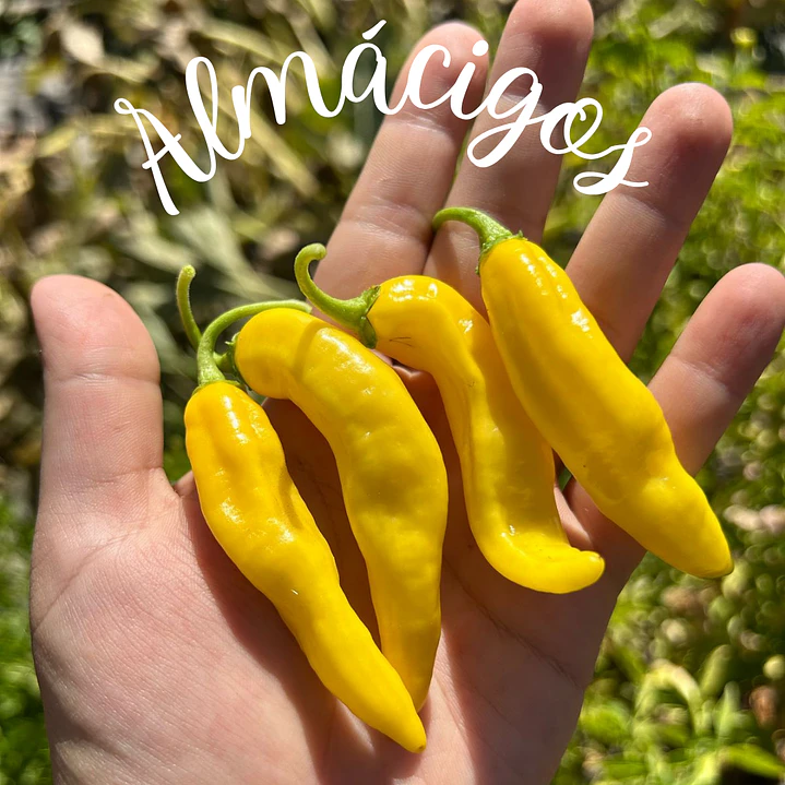 Aji Limon 1