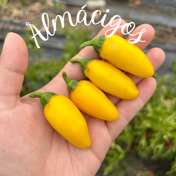 Jalapeño Lemon Spice 1